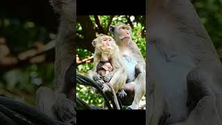 Lovely family monkey take care each other [upl. by Baird]