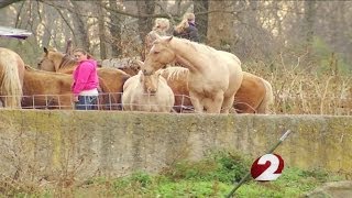 Horses get loose struck and killed [upl. by Cartwright]