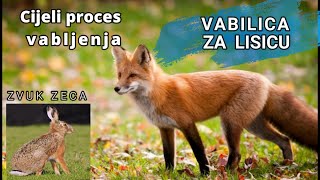 Vabilica za lisicu Vabljenje lisice cijeli proces Zvuk zeca Predator call Fox call Hare sound [upl. by Onairpic]