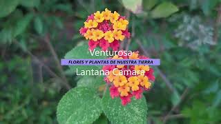 lantana camara o venturosa hermosa planta con flores de varios colores [upl. by Einaj367]