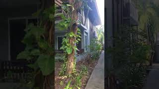 Beautiful garden at Sand Sea Resort Railay Beach Thailand [upl. by Rebah325]