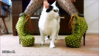 My Cats and High Heel Collection  2 [upl. by Roscoe]