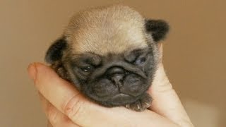 A Handful of Tiny Pug Puppy [upl. by Doane]