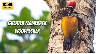 Amazing Birds of Thailand  The Greater Flameback Woodpecker  2024 [upl. by Lorak249]