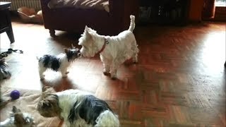 Biewer Terrier tanzen Boogie Woogie [upl. by Rotkiv]