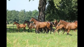 Pensjonaty dla koni wybiegi i stajnia Stadnina Koni Iwno [upl. by Eide]