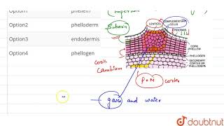 complementary cells of lenticels are [upl. by Acnairb]