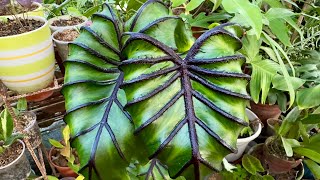 Emergency repot for my colocasia pharaoh’s mask plantcollection houseplantcollection colocasia [upl. by Eigriv]