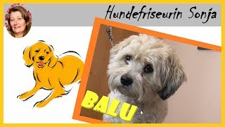 Hundefriseurin Sonja ★ Shih Tzu Dackel Mix Balu ★ [upl. by Areid]