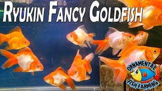 Ryukin Fancy Goldfish [upl. by Rosemare]