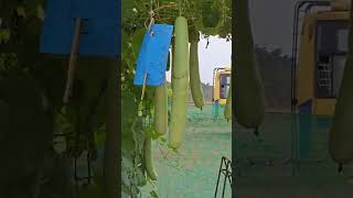 Hanging long shape bottle gourds youtubeshorts vegitable gourd karkala mangalore [upl. by Aber]