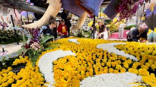 DESFÍLE DE LAS ROSAS 2024 LISTO PARA SU EDICION 135 LOS VOLUNTARIOS DAN EL TOQUE FINAL [upl. by Hesta349]