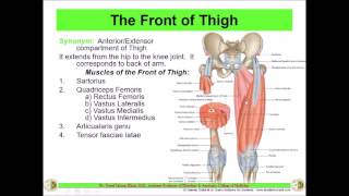 Anatomy of the THIGH  Anterior compartment  Front of Thigh  Dr Yusuf [upl. by Eugine]