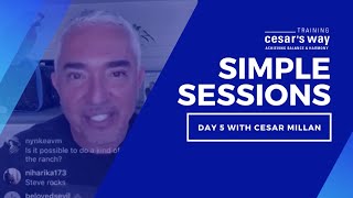 What Training Cesars Way Means To Cesar Millan [upl. by Lexie]