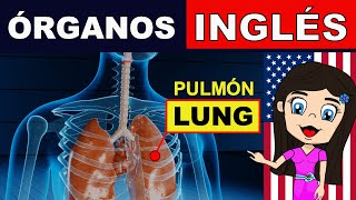 PRINCIPALES ÓRGANOS DEL CUERPO HUMANO EN INGLÉS  CURSO DE INGLÉS PARA PRINCIPIANTES [upl. by Anileuqcaj]