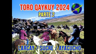 TORO QAYKUY 2024  LARCAY SUCRE AYACUCHO  ARREO DE TOROS BRAVOS [upl. by Muhan]