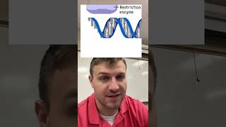 Restriction Enzyme [upl. by Ninahs105]