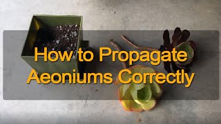 Aeonium and Aeonium Black Rose Stem Propagation [upl. by Tana]