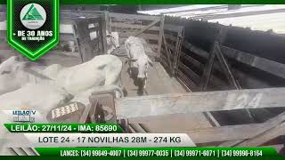 LOTE 24  17 NOVILHAS 28M  274 KG  LEILÕES TRIÂNGULO  271124 COD IMA 85690 [upl. by Robenia797]