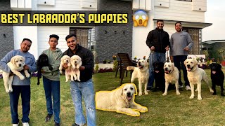 Import Champion Labrador Puppiesamp Dogs in India😱 [upl. by Frederica455]