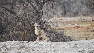 Cheetah Acinonyx jubatus encountered in the wild Namibia [upl. by Animrac]