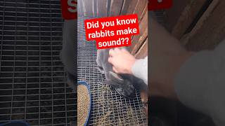 Pregnant Bunny Growls at Owner homestead rabbit bunny pets animals farming food pregnancy [upl. by Tarazi890]