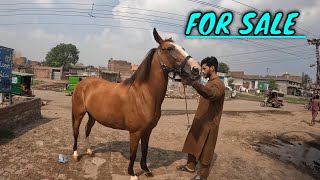 NEW VIDEO HORSE FOR SLE LOCATION LAHORE [upl. by Hiasi]