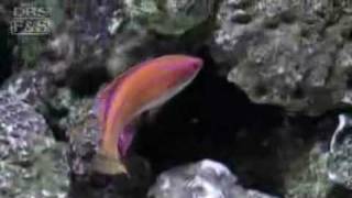 McCoskers Flasher Wrasse Paracheilinus mccoskeri  LiveAquariacom [upl. by Retsehc]