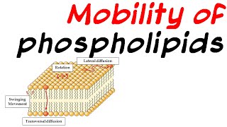 Mobility of phospholipid [upl. by Eimmac]