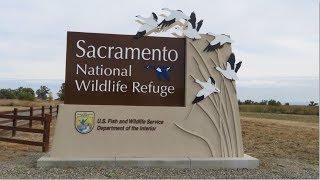 Sacramento National Wildlife Refuge California [upl. by Acirretal]