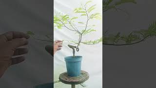 তেতুল গাছের বনসাই Tamarind bonsai tree flower bonsai garden shortvideo gardening short [upl. by Conny]