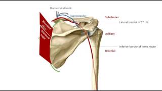 The Scapular Anastomoses in 2 mins [upl. by Leatrice]