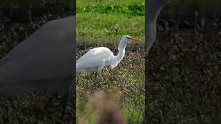 Great White Egret eating a Frog shorts [upl. by Friedly]