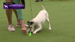 Fox Terriers Smooth  Breed Judging 2023 [upl. by Itraa]