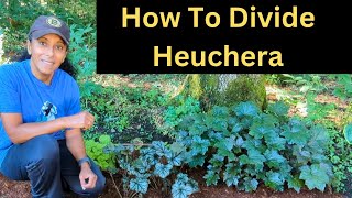 How To Divide Heuchera  Propagate Coral Bells [upl. by Leirad]