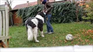 Trick training with Landseer ECT Indra [upl. by Bonilla]