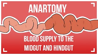 ANARTOMY  Blood Supply to the Midgut and Hindgut [upl. by Ylrebmi]