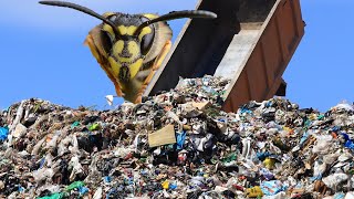 The removal that almost broke me ground wasp in a pile of garbage Massive yellow jacket nest [upl. by Josias]