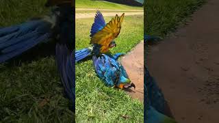 I love playing in the water ParrotFantastic Animals Cute pet debut plan Healing [upl. by Duwad741]