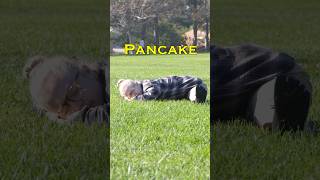 Pancake Tutorial stayflexy [upl. by Ennaira]