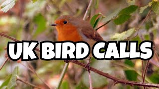 Learn to Identify 12 UK Bird Songs A Beginners Guide [upl. by Drazze682]