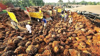 ESTABLISHING A PROFITABLE COMMERCIAL OIL PALM FARM a stepbystep guideland preparation to harvest [upl. by Armmat]