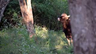 Indian Gaur vs Tiger Bandipur [upl. by Milas]