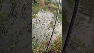 Frog Lure fishing fishingvideo zainfisher shorts [upl. by Duncan523]