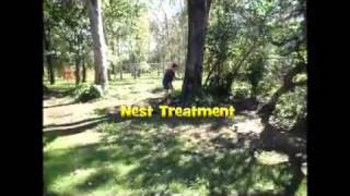 Termite treatment in trees with audio [upl. by Dotty]