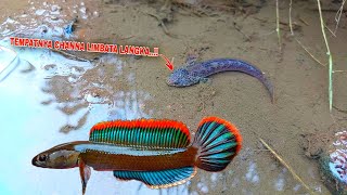 AKHIRNYA Channa Limbata Langka Berhasil ditemukan disini  Menemukan Ikan Channa Limbata Langka [upl. by Moonier875]