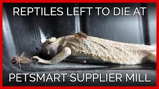 Reptiles Left to Die at PetSmart Supplier Mill [upl. by Debbra949]