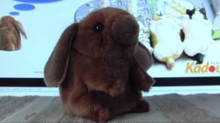 Mimicry Pet FloppyEared Rabbit by KadoUnik [upl. by Nemajneb]