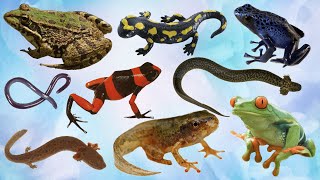 Amphibians  Amphibians Names  Amphibians for Kids  Vertebrate animals  ENGLIZO [upl. by Teiv75]