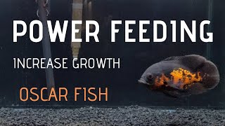 How to make Oscar fish grow FAST  Power Feeding [upl. by Greenfield]